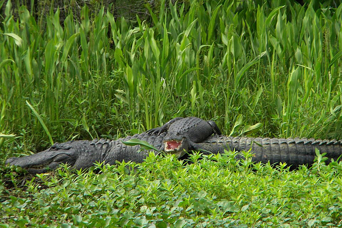 Discount Jean Lafitte Swamp Tour Discount Jean Lafitte Swamp Tour